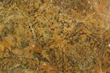 Polished Fossil Coral (Actinocyathus) - Morocco #84964-1